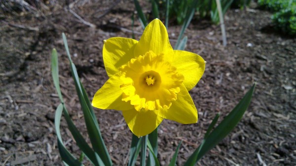 N900 - Yellow Flower 1