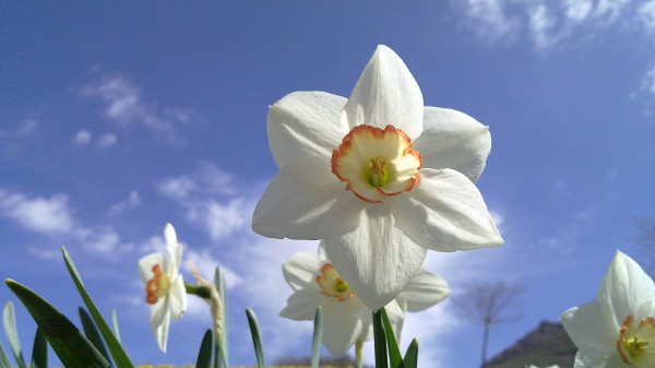 N900 - white flower