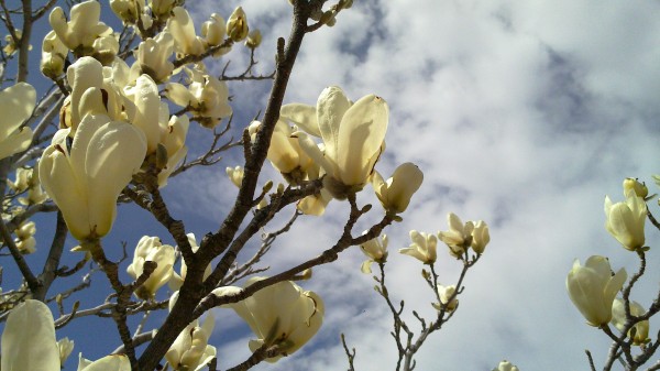N900 - tree blooms (white)