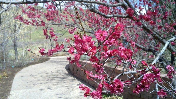 N900 - tree blooms (pink)